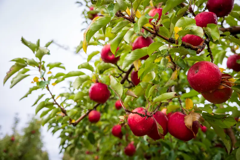 IAL Plunkett Orchards May24 09